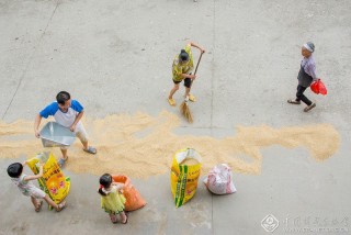 江西-彭志强--农忙正当时6