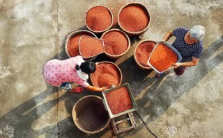 刘学懿-四川--3121-204232-晒秋2-