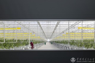 刘众——甘肃-串串番茄挂满枝--窗内世界-