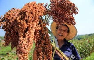 刘学懿-四川--3121-204234-晒秋4-