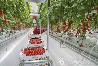 刘众——甘肃-串串番茄挂满枝--成熟采摘