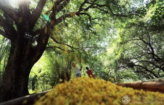 刘学懿-四川--3121-204235-晒秋