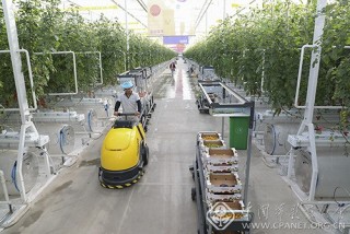 刘众——甘肃-串串番茄挂满枝--收获转运