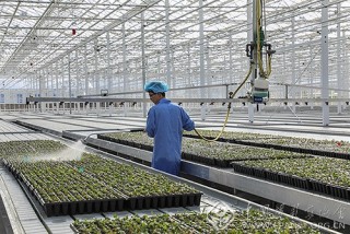 刘众——甘肃-串串番茄挂满枝--工厂育苗