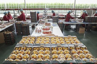 刘众——甘肃-串串番茄挂满枝--分拣包装