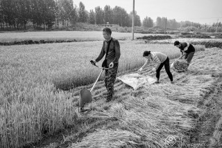 王莹-山东---麦收1