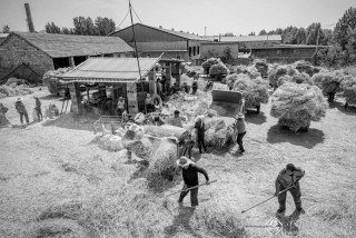 王莹-山东--麦收5-