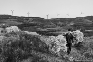 王莹-山东--麦收2