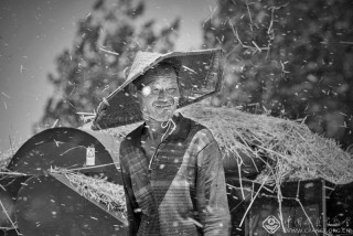 王莹-山东--麦收-4