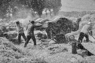 王莹-山东--麦收3