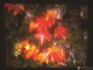 贝特朗·加丹纳参展作品