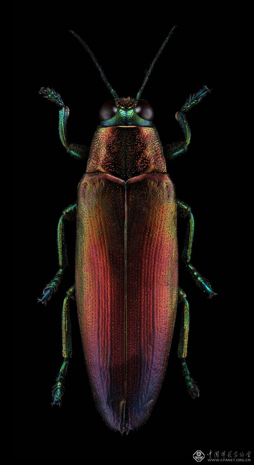 Chrysochroa fulminans nishiyamai.jpg