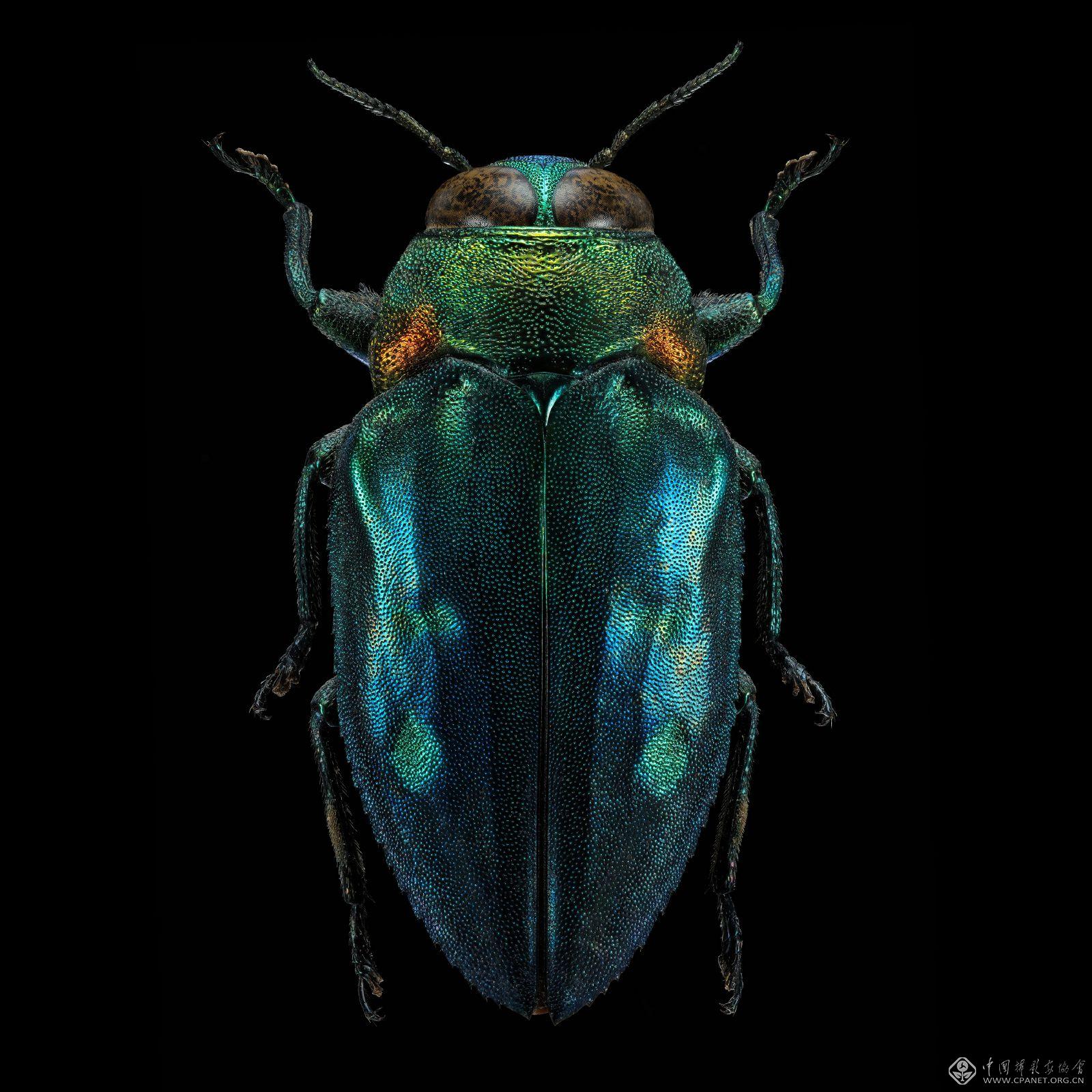 Chrysobothris ellyptica.jpg