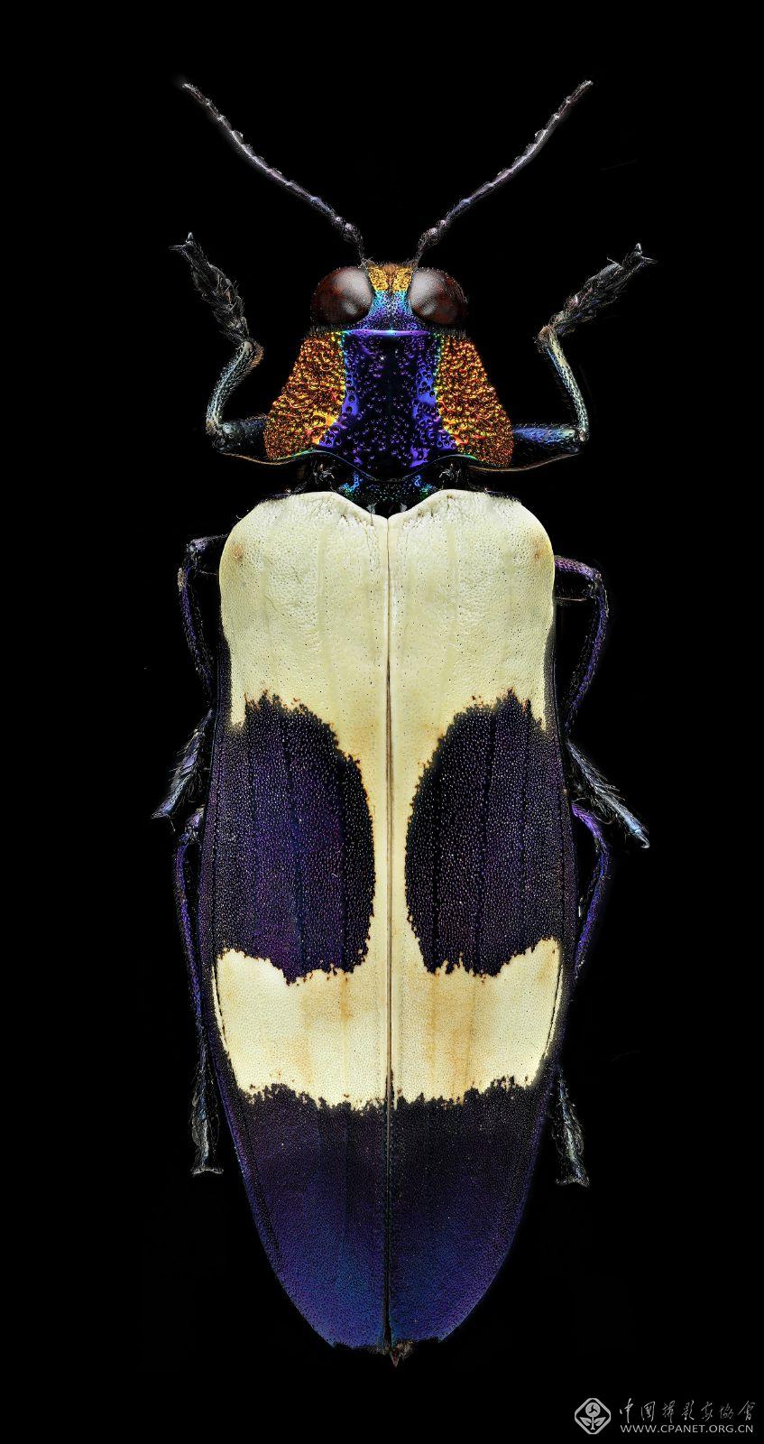 Chrysochroa buqueti.jpg