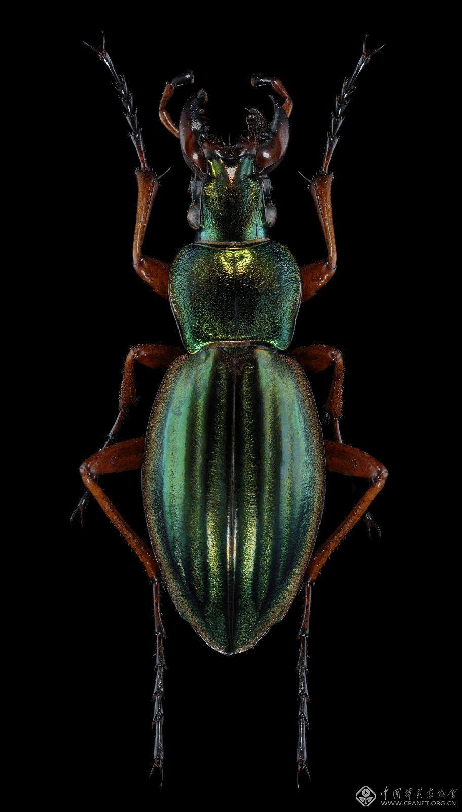 Carabus auronitens escheri.jpg