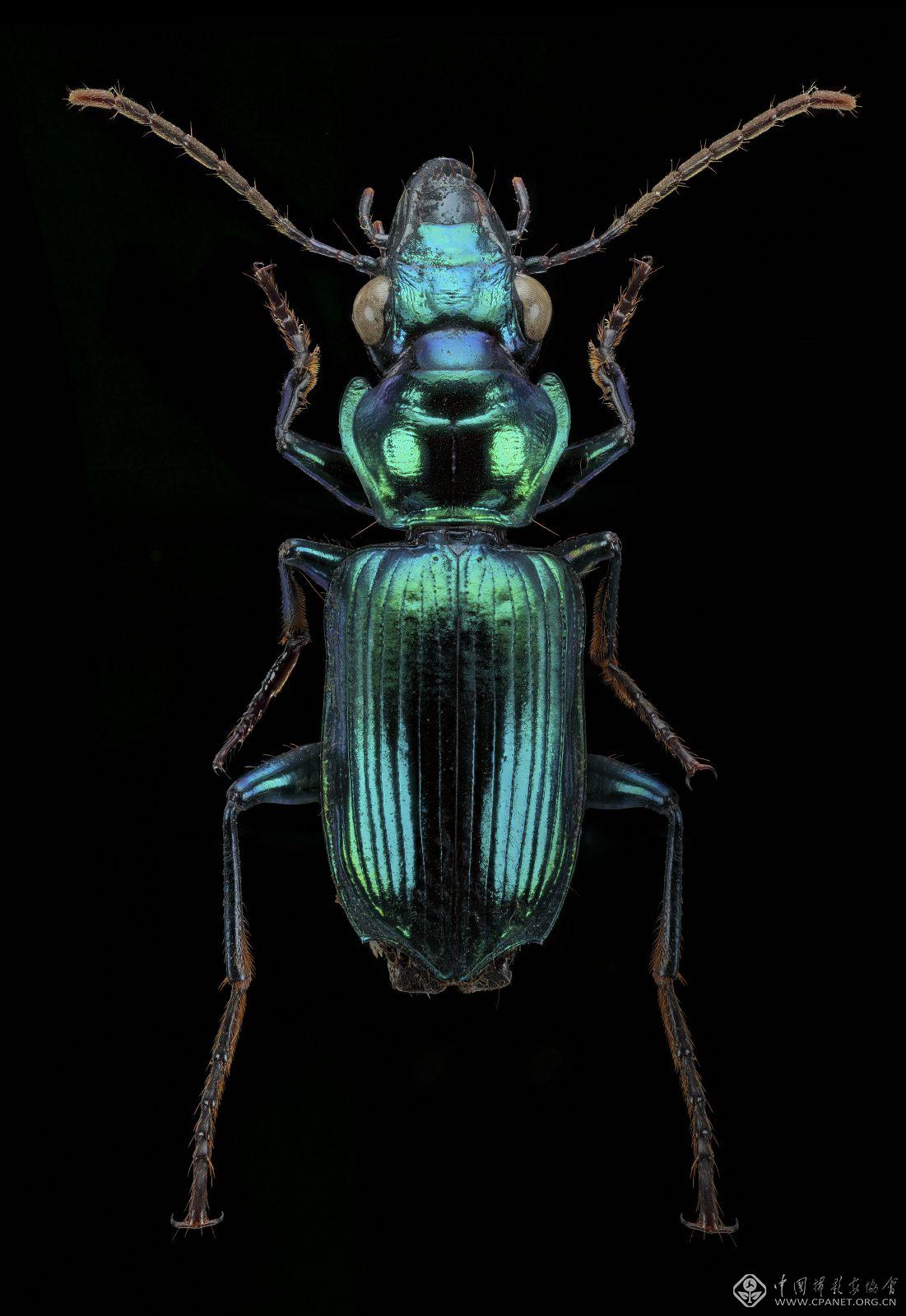 Carabidae sp.jpg