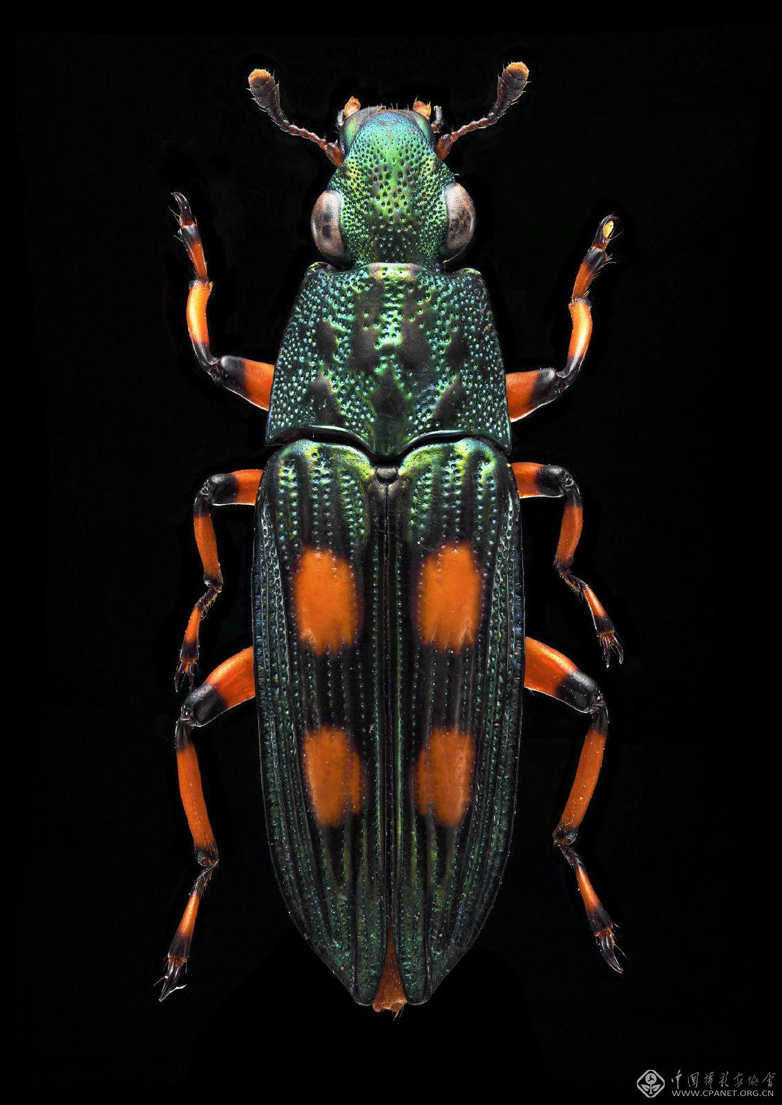 Demochroa gratiosa.jpg