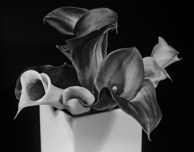 zhangyadong flower 4