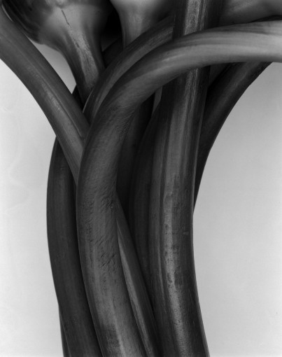 zhangyadong flower2