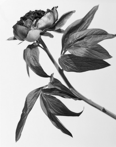 zhangyadong flower1