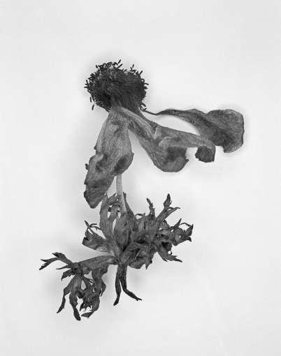 zhangyadong flower3