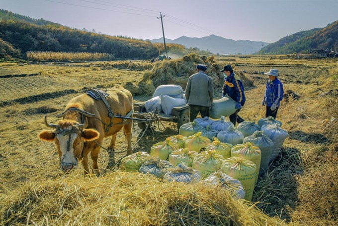 组-谷场上-277556-陈卉卉-吉林