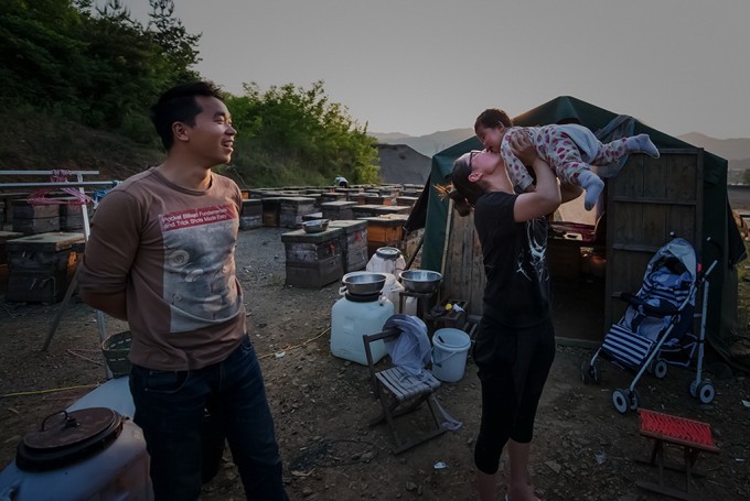 组-养蜂人家-246177--王佩武-辽宁