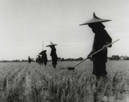 赵羡藻《田间,广州》 1950年