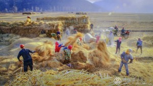 金色谷场-张跃波
