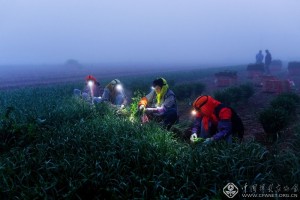 清晨的收获-马守美