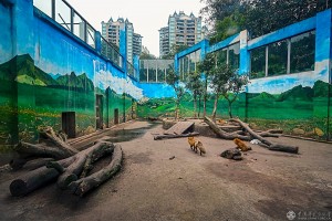 刘嵩《为动物画出一个“新家”》