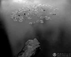 周仰《不朽的林泉》