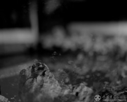 周仰《不朽的林泉》