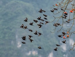劳百恒  《初春》