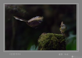 韦斌  《千里守约》