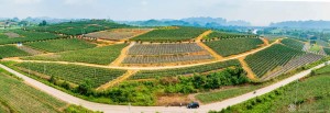 张立肸  《上金火龙果种植基地》