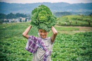 《我的大白菜》   作者:张波