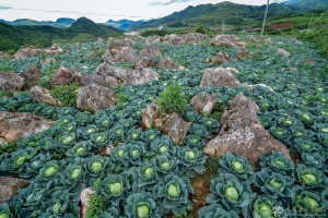 《石头旮旯里的白菜产业》 组照之一   作者:李亚新