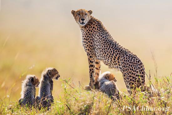 第四届PSAChina国际摄影大赛落幕