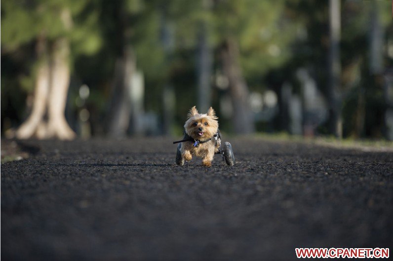 【2014最有爱的摄影比赛】“给爱犬的一封信”主题图文比赛