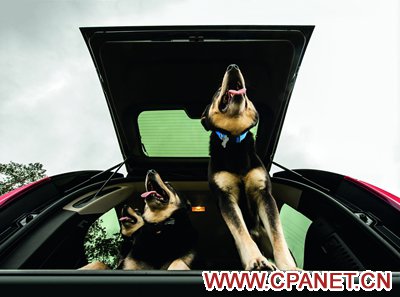 【2014最有爱的摄影比赛】“给爱犬的一封信”主题图文比赛