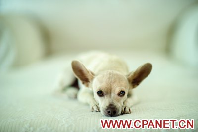 【2014最有爱的摄影比赛】“给爱犬的一封信”主题图文比赛