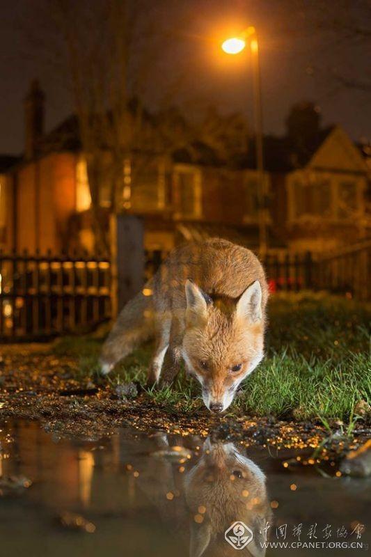 rspca01.jpg