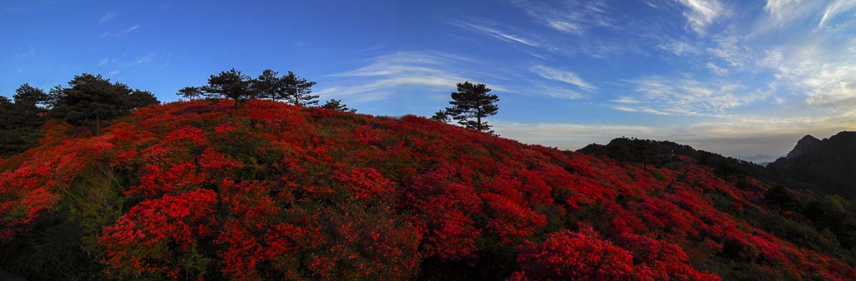 龟峰山杜鹃花海44.jpg